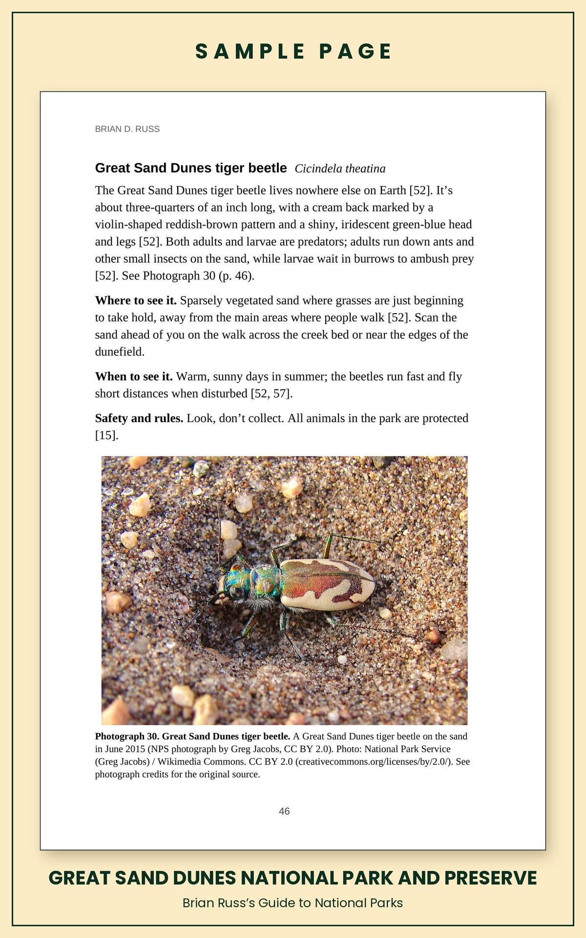 Sample page from the Great Sand Dunes National Park and Preserve guide, wildlife chapter. Entry: Great Sand Dunes tiger beetle, with how to recognize it, where and when to see it, and a photograph.