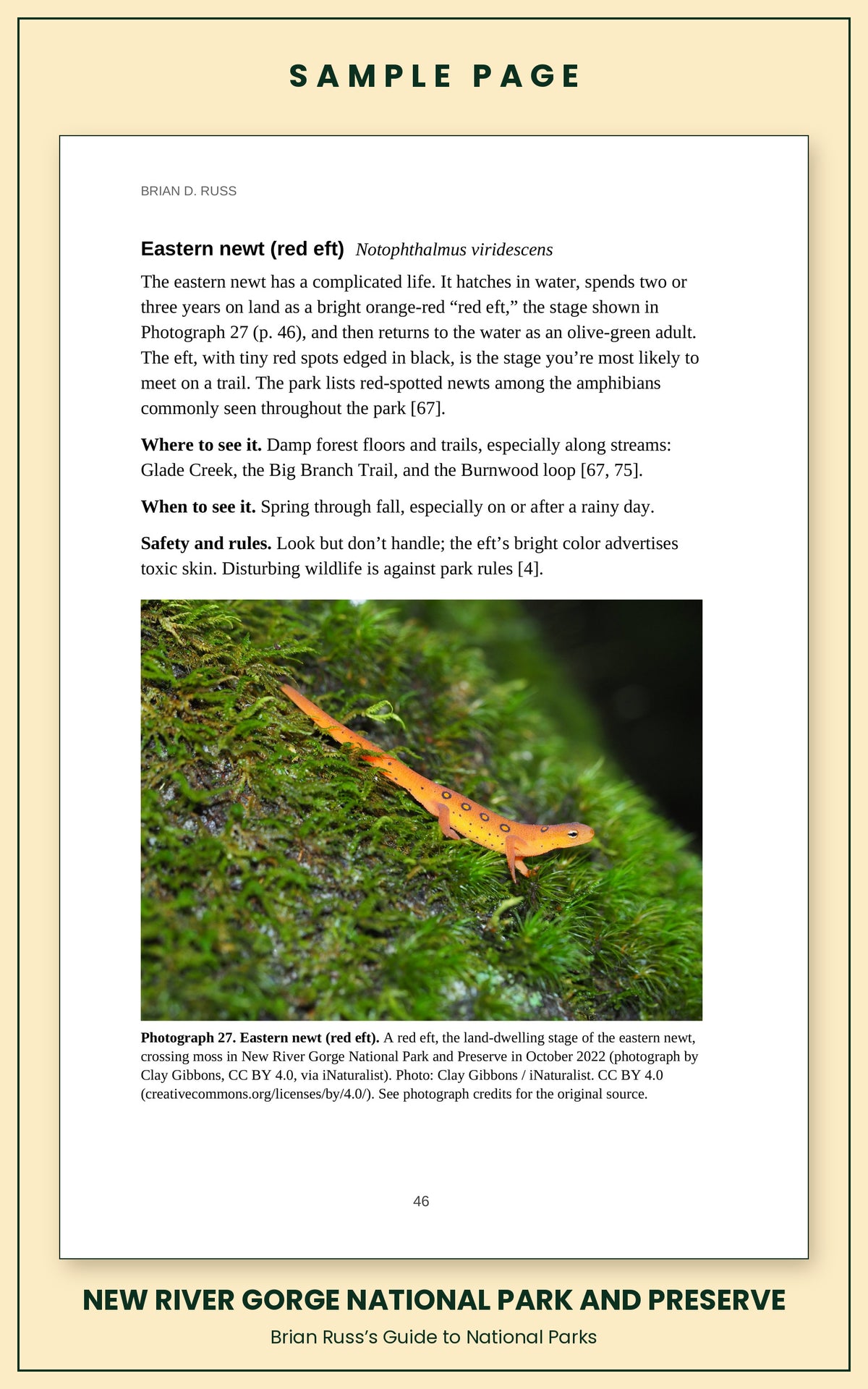 Sample page from the New River Gorge National Park and Preserve guide, wildlife chapter. Entry: Eastern newt, with how to recognize it, where and when to see it, and a photograph.