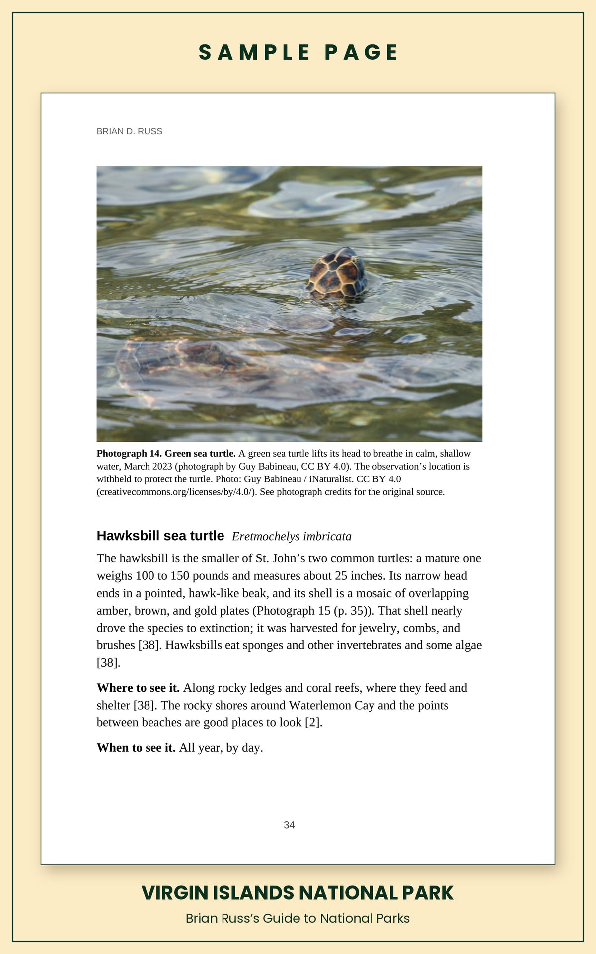 Sample page from the Virgin Islands National Park guide, wildlife chapter: a photograph of a green sea turtle surfacing to breathe, followed by the full Hawksbill sea turtle entry, with how to recognize it and where and when to see it.