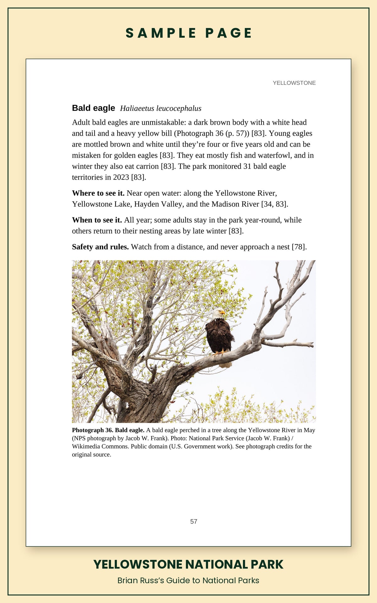 Sample page from the Yellowstone National Park guide, wildlife chapter. Entry: Bald eagle, with how to recognize it, where and when to see it, and a photograph.