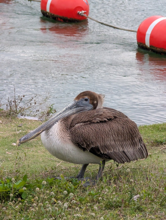 A brown pelican with a brownish head and long gray bill sits on green grass beside the water, with two red-and-white buoys behind it.