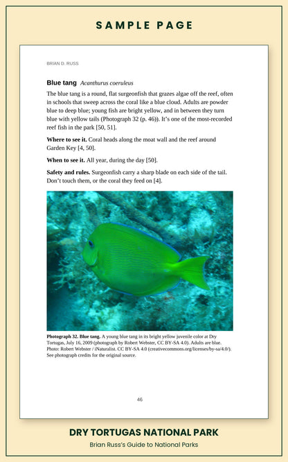 Sample page from the Dry Tortugas National Park guide, wildlife chapter. Entry: Blue tang, with how to recognize it, where and when to see it, and a photograph.
