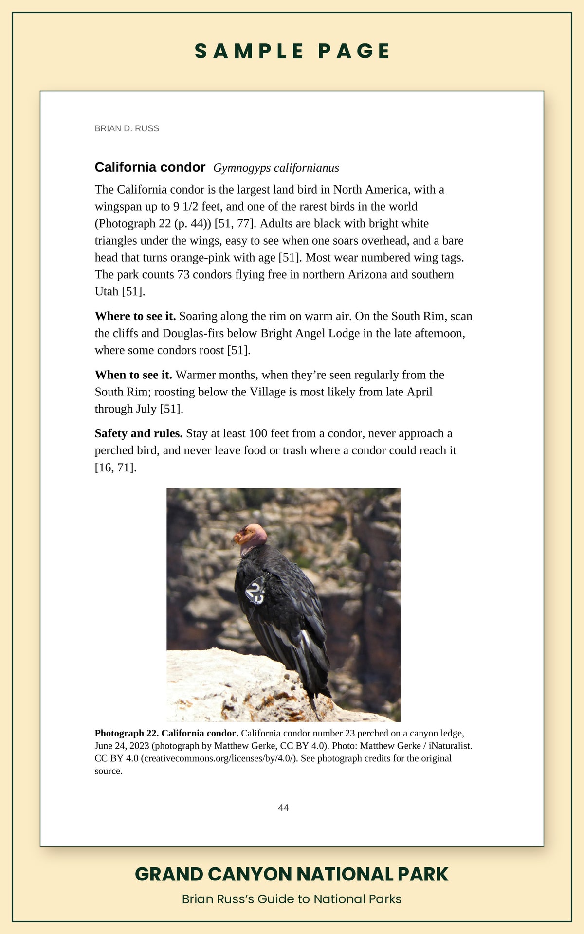 Sample page from the Grand Canyon National Park guide, wildlife chapter. Entry: California condor, with how to recognize it, where and when to see it, and a photograph.
