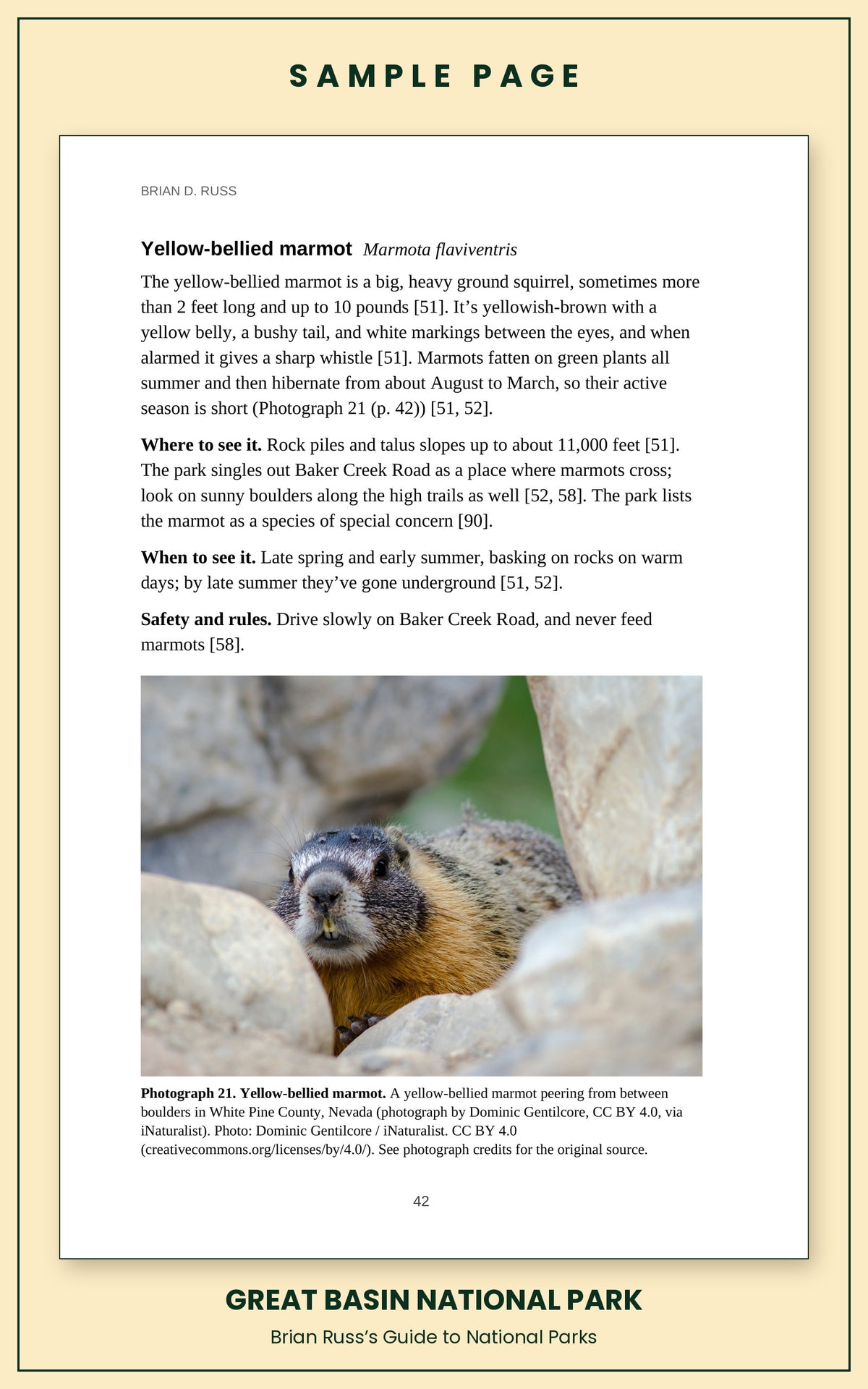 Sample page from the Great Basin National Park guide, wildlife chapter. Entry: Yellow-bellied marmot, with how to recognize it, where and when to see it, and a photograph.
