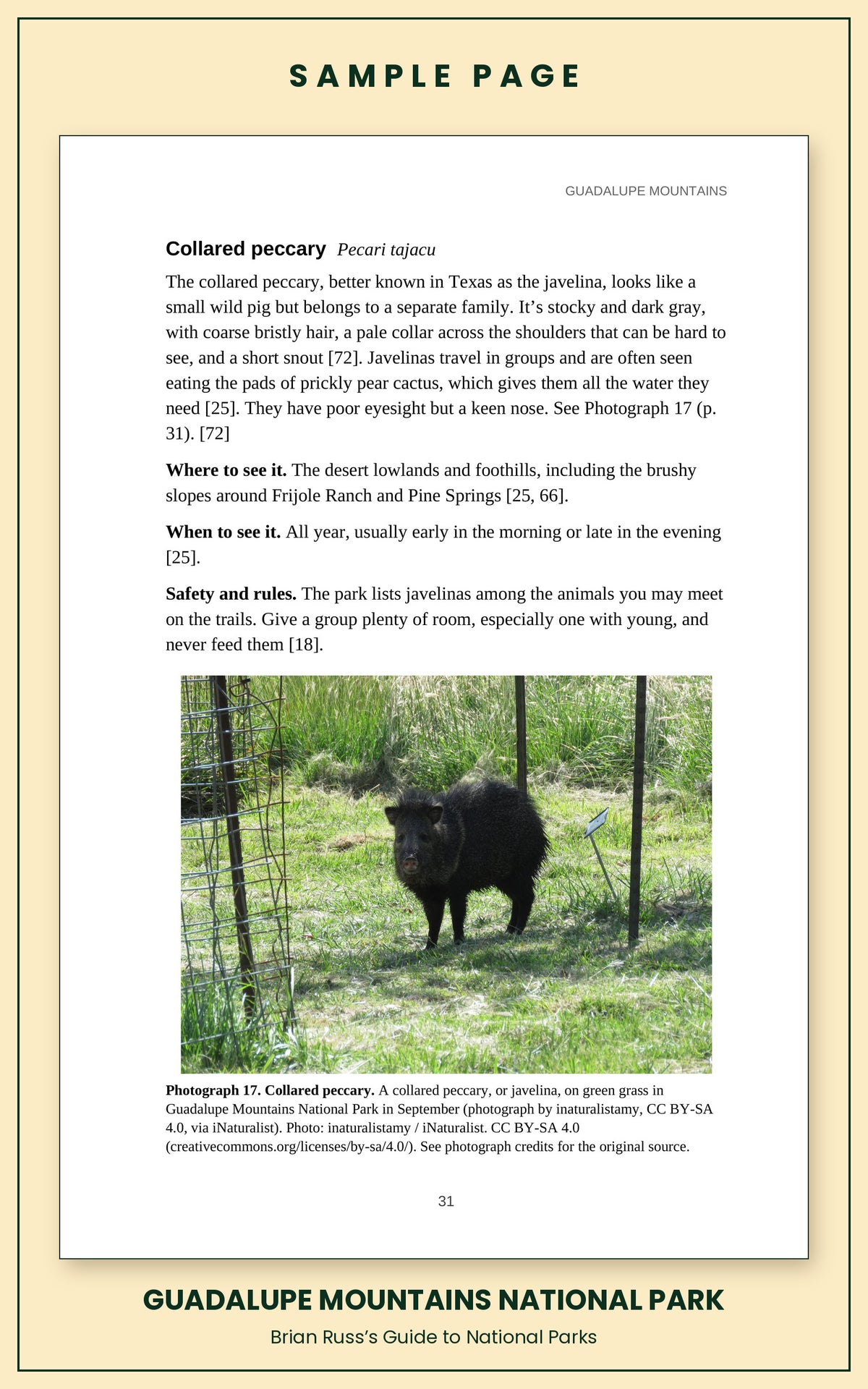 Sample page from the Guadalupe Mountains National Park guide, wildlife chapter. Entry: Collared peccary, with how to recognize it, where and when to see it, and a photograph.