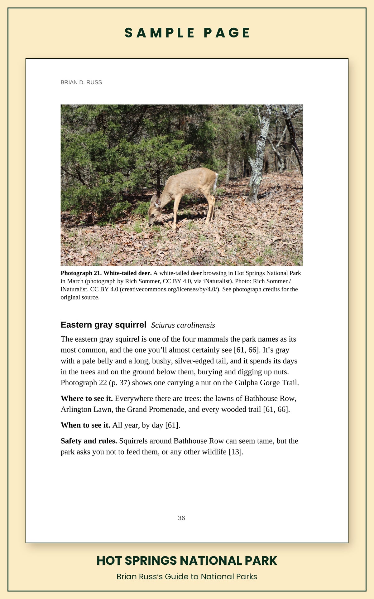 Sample page from the Hot Springs National Park guide, wildlife chapter: a photograph of a white-tailed deer browsing in the park, followed by the full entry for the eastern gray squirrel, with how to recognize it and where and when to see it.