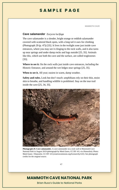 Sample page from the Mammoth Cave National Park guide, wildlife chapter. Entry: Cave salamander, with how to recognize it, where and when to see it, and a photograph.