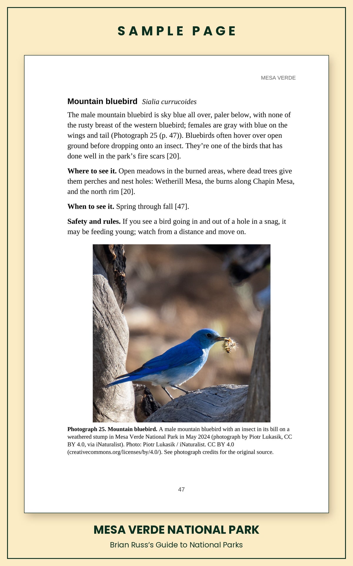Sample page from the Mesa Verde National Park guide, wildlife chapter. Entry: Mountain bluebird, with how to recognize it, where and when to see it, and a photograph.