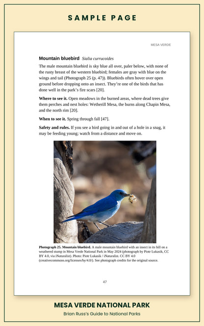 Sample page from the Mesa Verde National Park guide, wildlife chapter. Entry: Mountain bluebird, with how to recognize it, where and when to see it, and a photograph.
