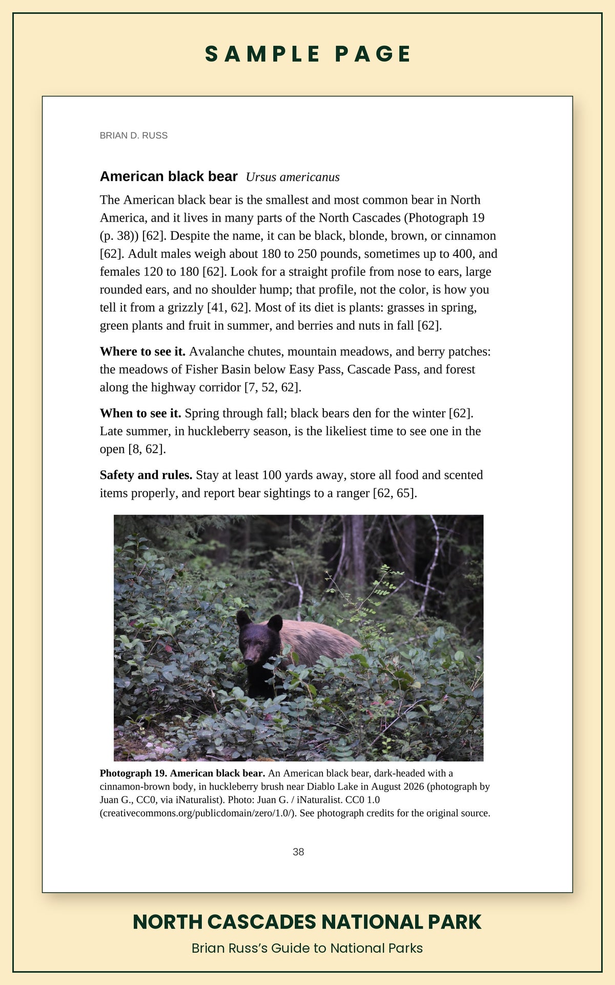 Sample page from the North Cascades National Park guide, wildlife chapter. Entry: American black bear, with how to recognize it, where and when to see it, and a photograph.