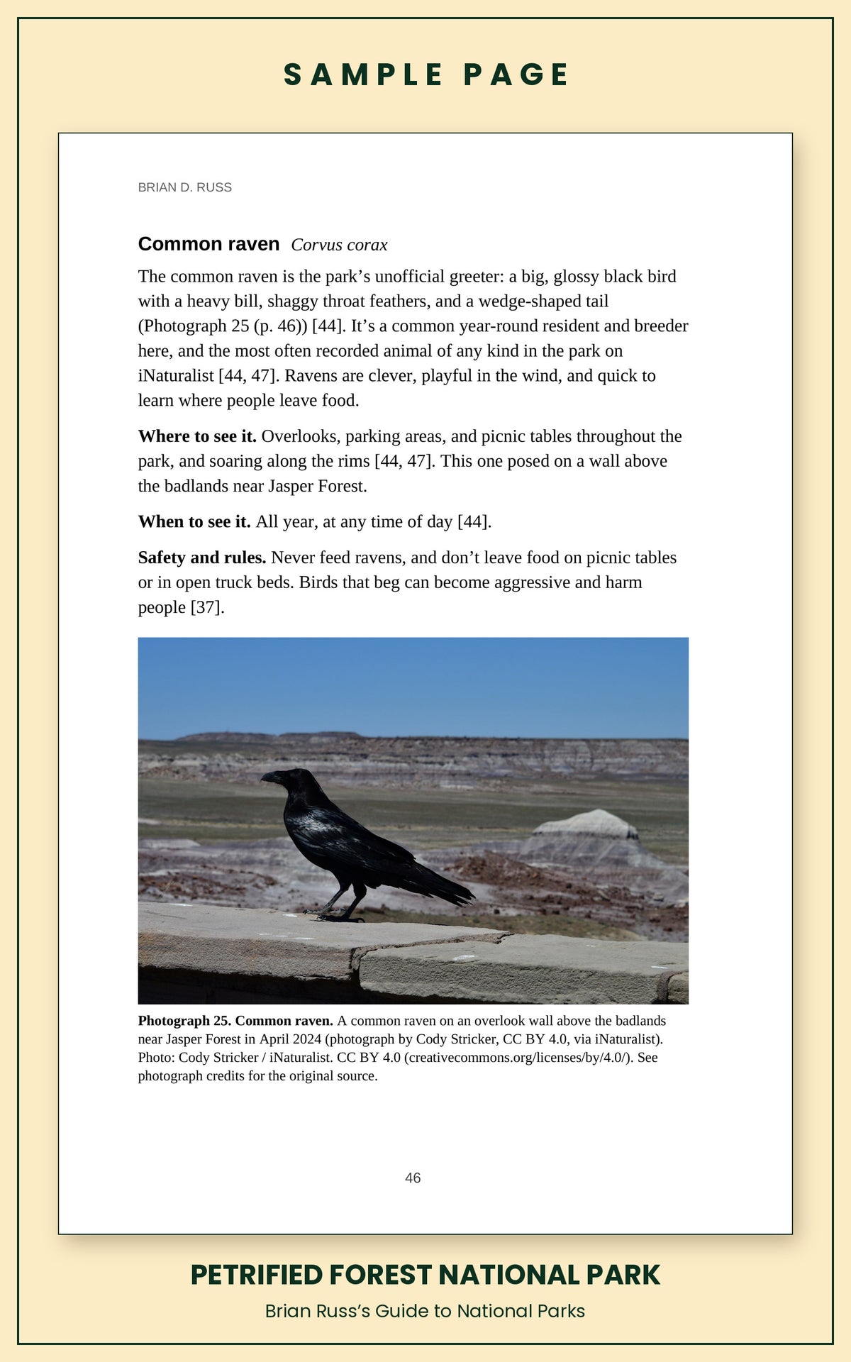 Sample page from the Petrified Forest National Park guide, wildlife chapter. Entry: Common raven, with how to recognize it, where and when to see it, and a photograph.