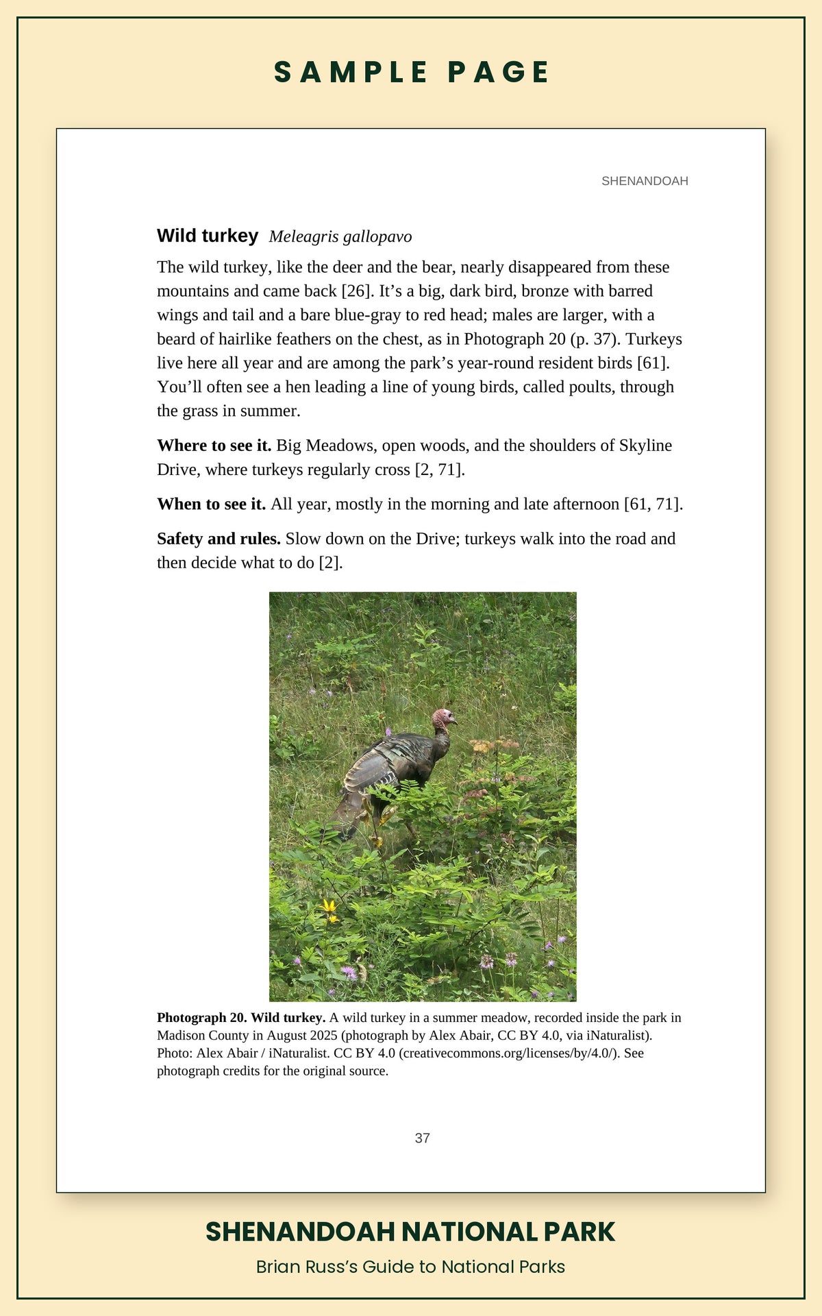 Sample page from the Shenandoah National Park guide, wildlife chapter. Entry: Wild turkey, with how to recognize it, where and when to see it, and a photograph.