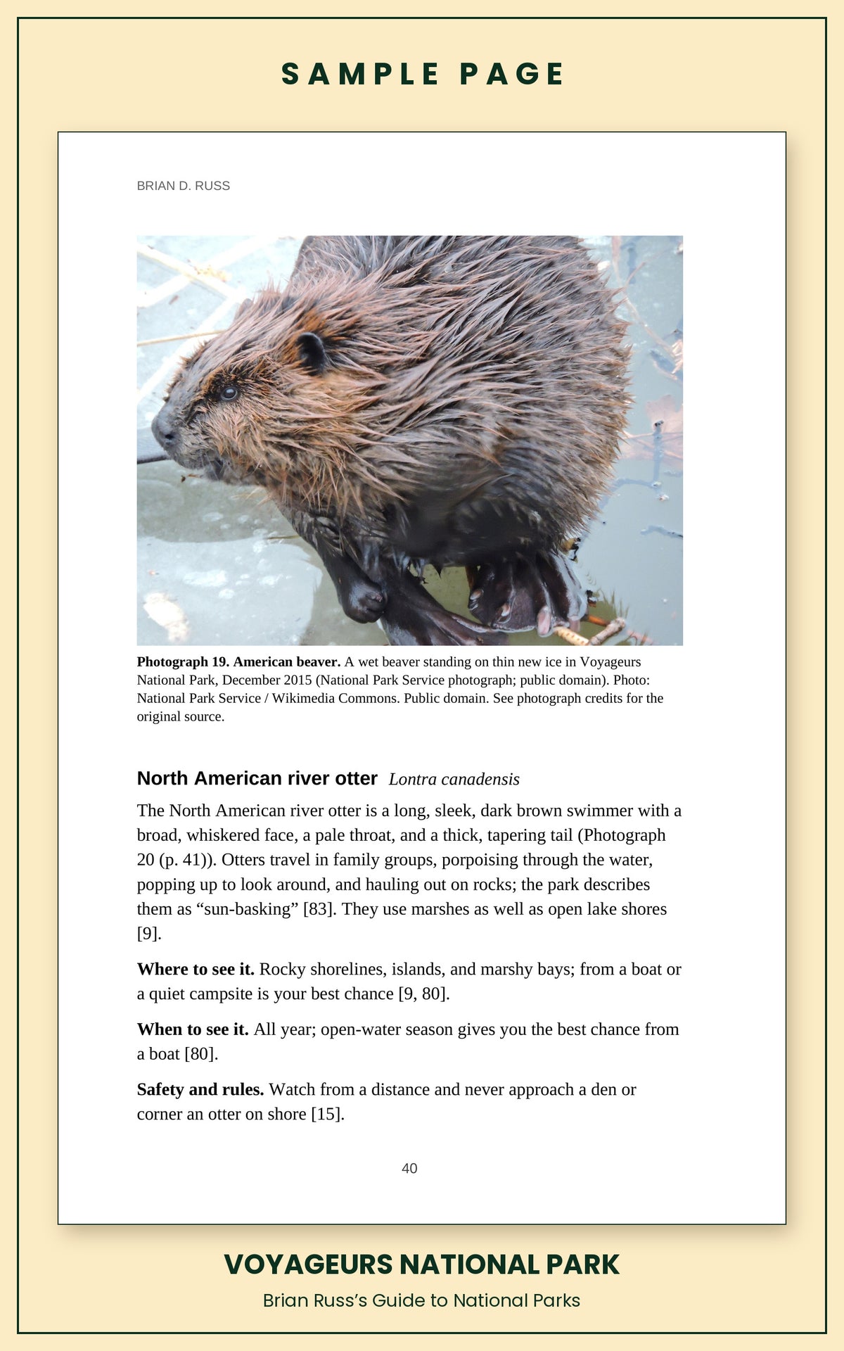 Sample page from the Voyageurs National Park guide, wildlife chapter: a photograph of an American beaver in the park, above the complete entry for the North American river otter, with how to recognize it and where and when to see it.