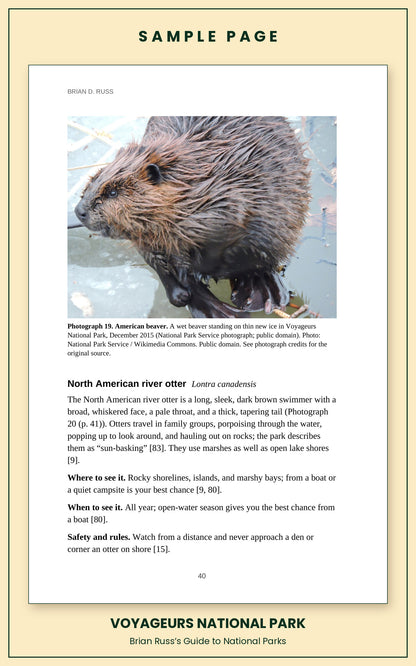 Sample page from the Voyageurs National Park guide, wildlife chapter: a photograph of an American beaver in the park, above the complete entry for the North American river otter, with how to recognize it and where and when to see it.