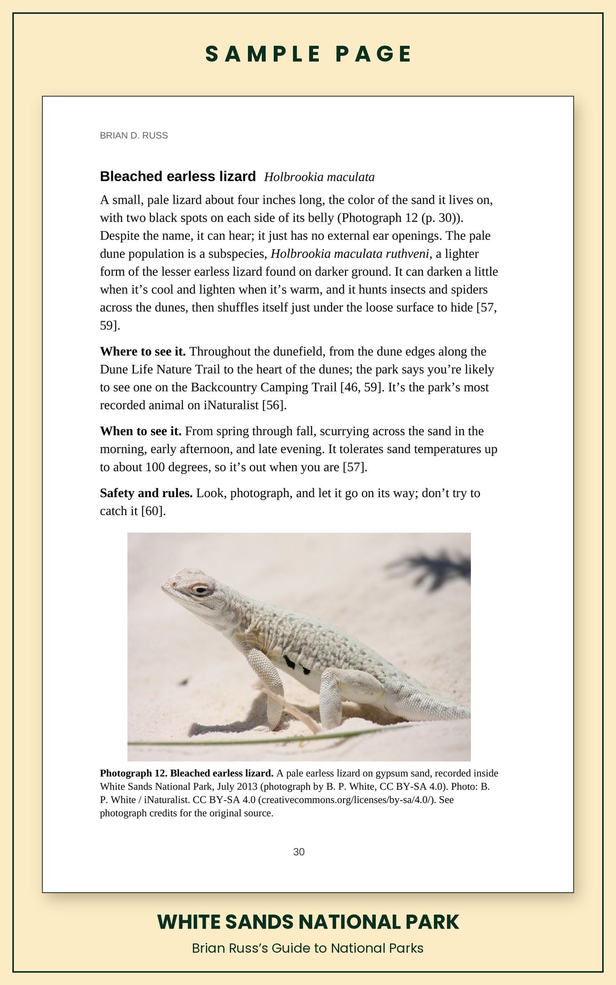 Sample page from the White Sands National Park guide, wildlife chapter. Entry: Bleached earless lizard, with how to recognize it, where and when to see it, and a photograph.
